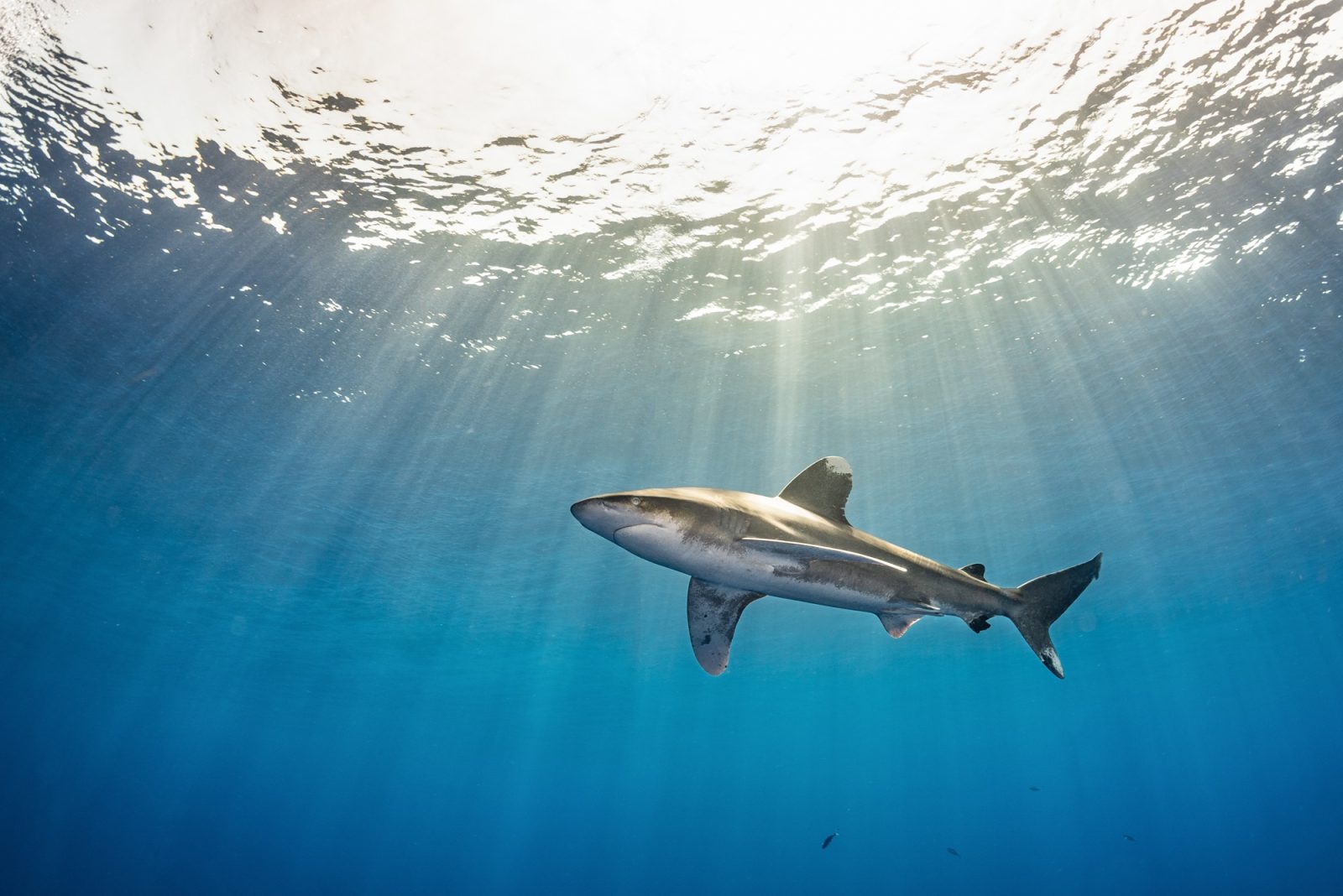 Requin longimane