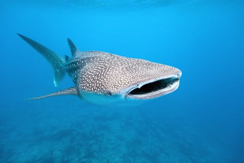 Requin Baleine