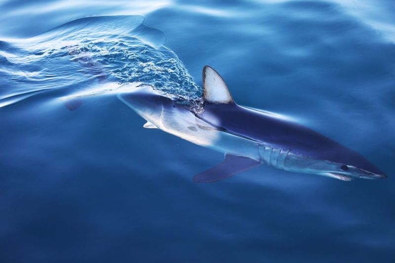 Requin Mako