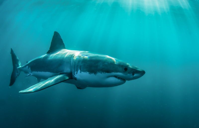Grand requin blanc