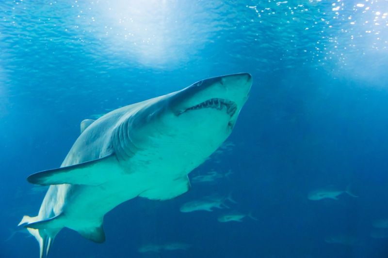 Requin taureau