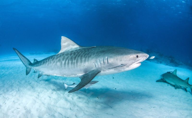 Requin tigre