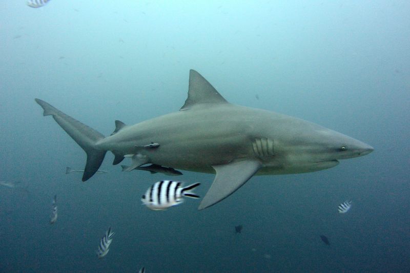 Requin-bouledogue