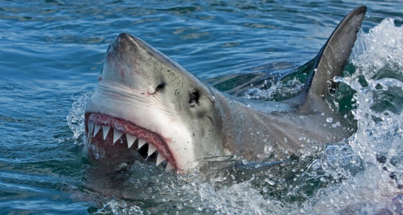 Grand requin blanc : infos, photos, vidéos | Requins - Requin Blanc Taille