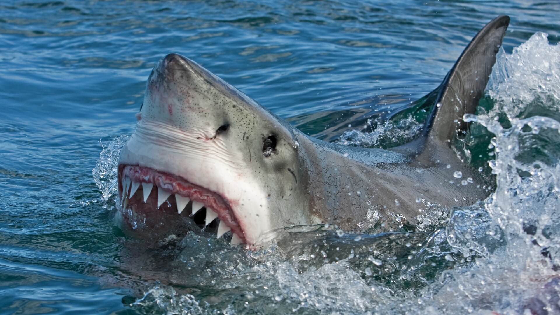 Dents de Grand Requin Blanc