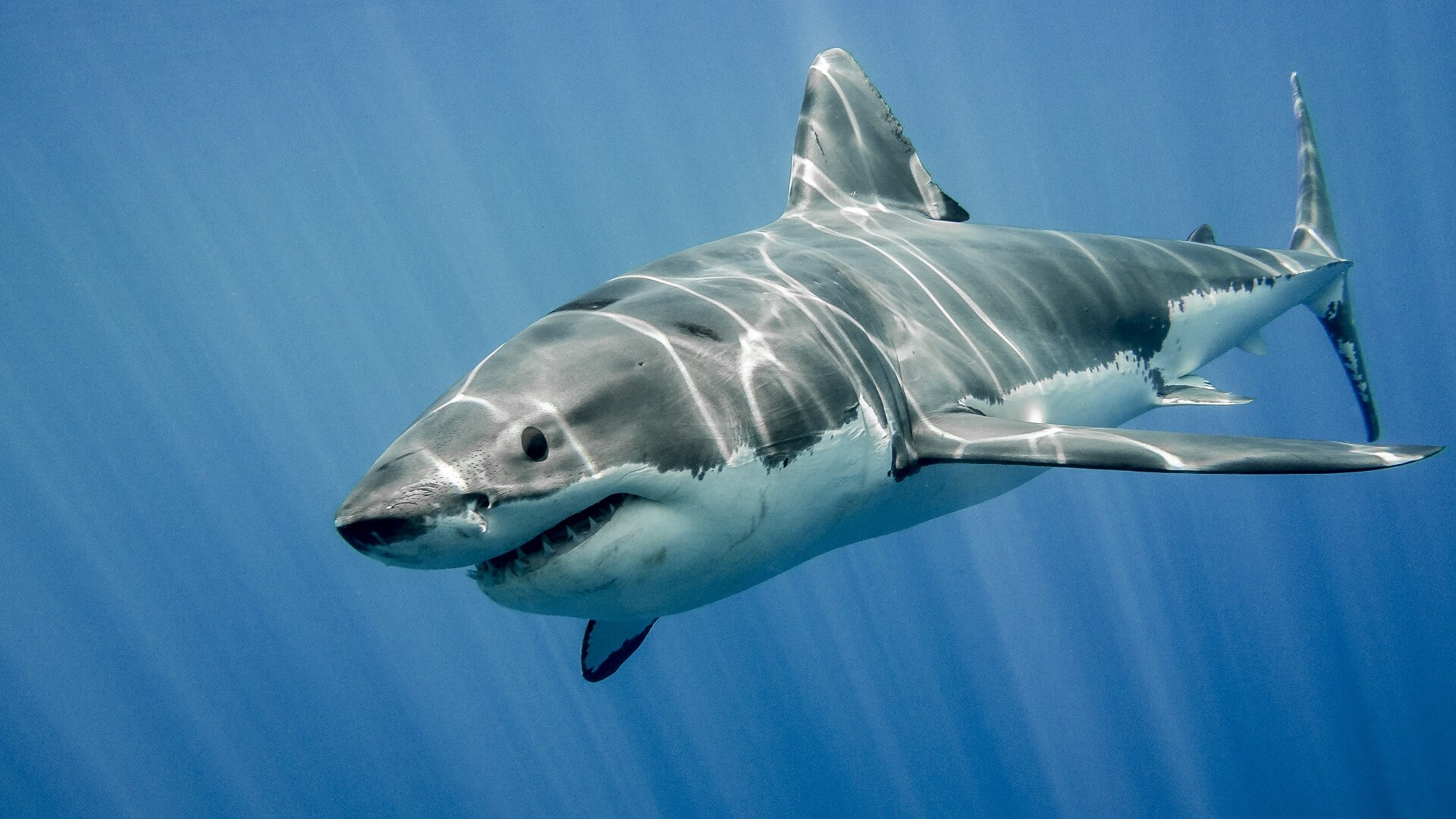 Grand requin blanc : infos, photos, vidéos | Requins - Requin Blanc En Méditerranée