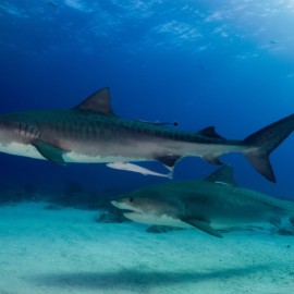 2 requins tigre nageant côte-à-côte
