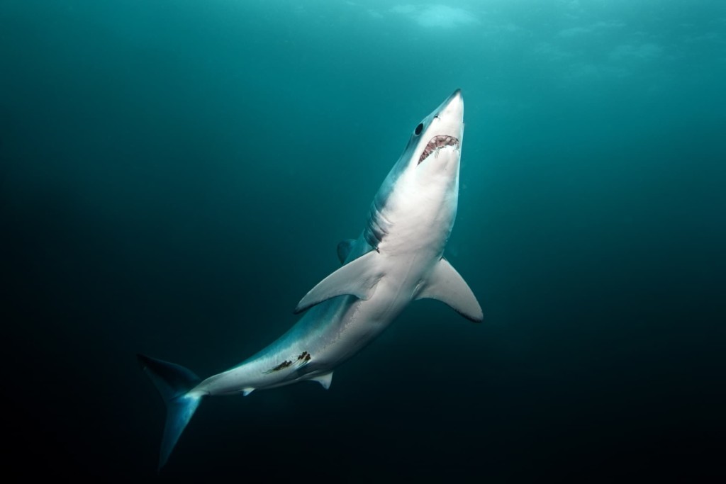 Le corps fuselé et hydrodynamique du requin Mako