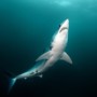 Le requin Mako, le requin plus rapide du monde