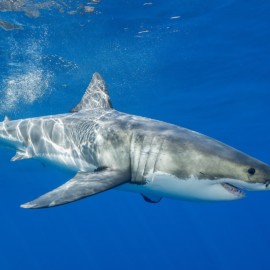 Le corps du grand requin blanc