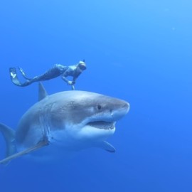 Deep Blue, le plus gros requin du monde