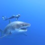 Nage avec Deep Blue, le plus gros requin du monde
