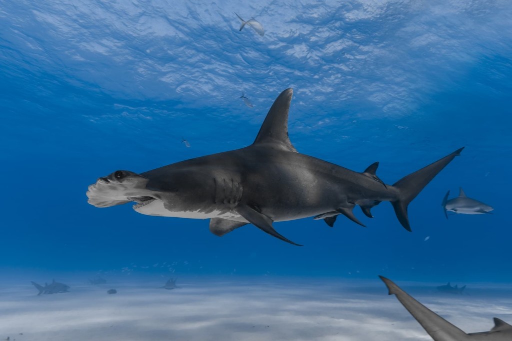 Grand requin-marteau vu de profil