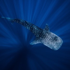 Requin-baleine vu de haut