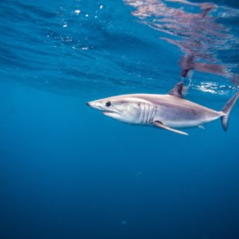 Requin Mako nageant près de la surface