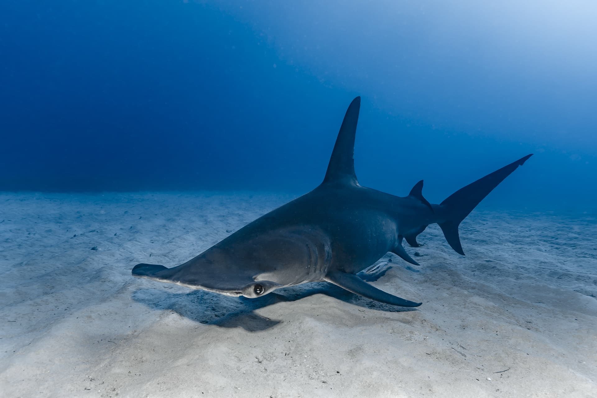 Le grand requin marteau, l'un des plus grands prédateurs de Floride 